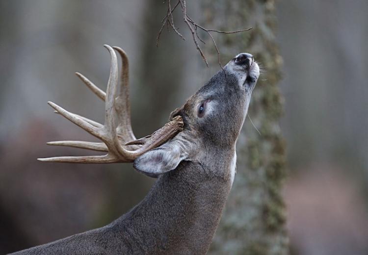 deer-smelling.jpg