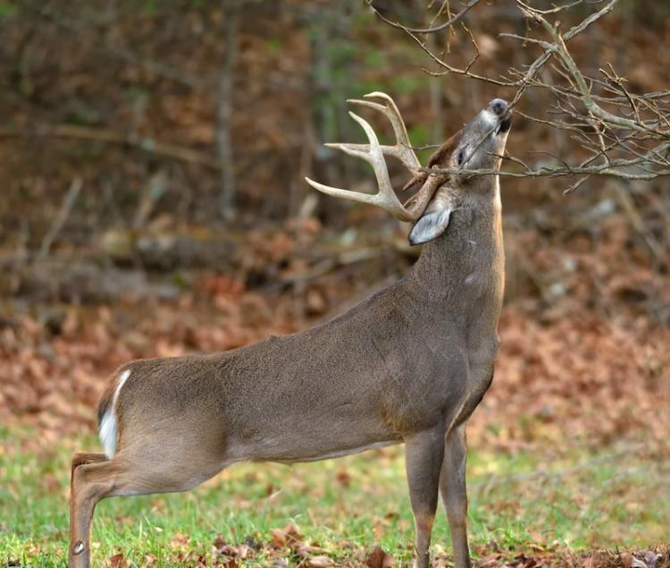 MIDDAY BUCK MOVEMENT IN THE NOVEMBER RUT