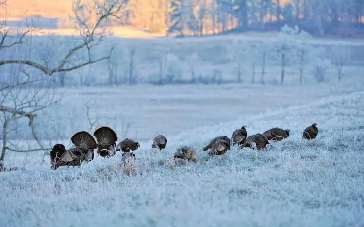 WINTER EFFECTS ON WILD TURKEYS