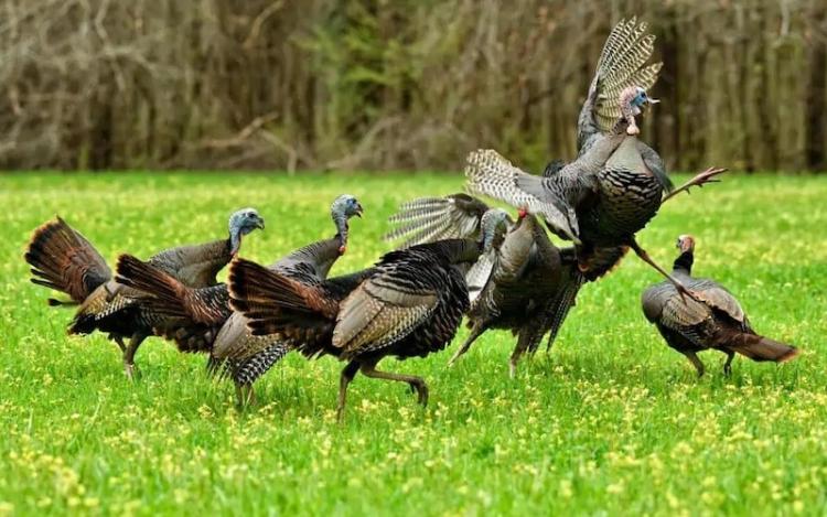 UNDERSTANDING WILD TURKEYS: A CLOSER LOOK