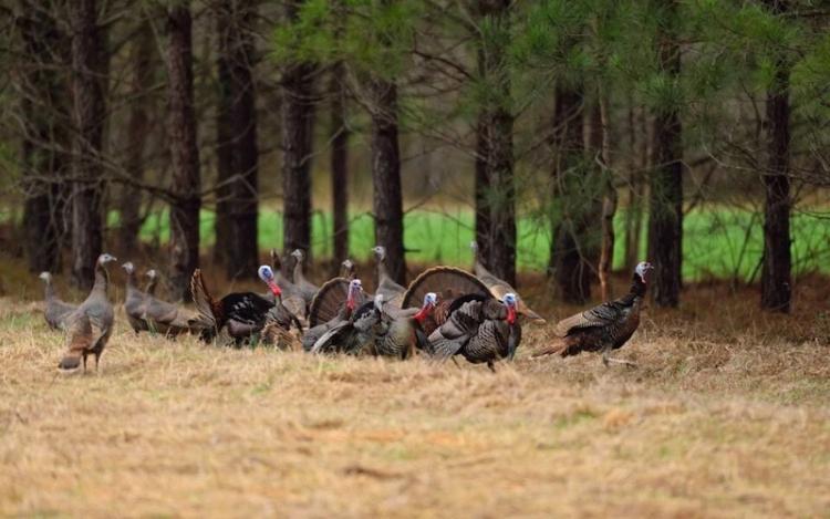WILD TURKEYS WINTER TO SPRING TRANSITION