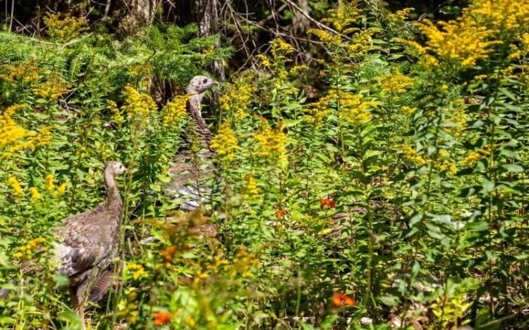 WILDFLOWER PLOTS AND WILD TURKEY HABITAT
