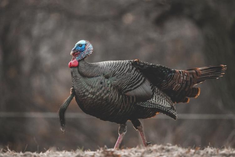 CLOSING THE DEAL ON AFTERNOON GOBBLERS
