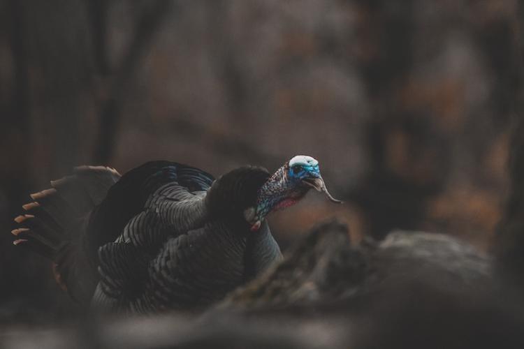TURKEY VOCALIZATIONS: SPEAKING TURKEY AS A SECOND LANGUAGE