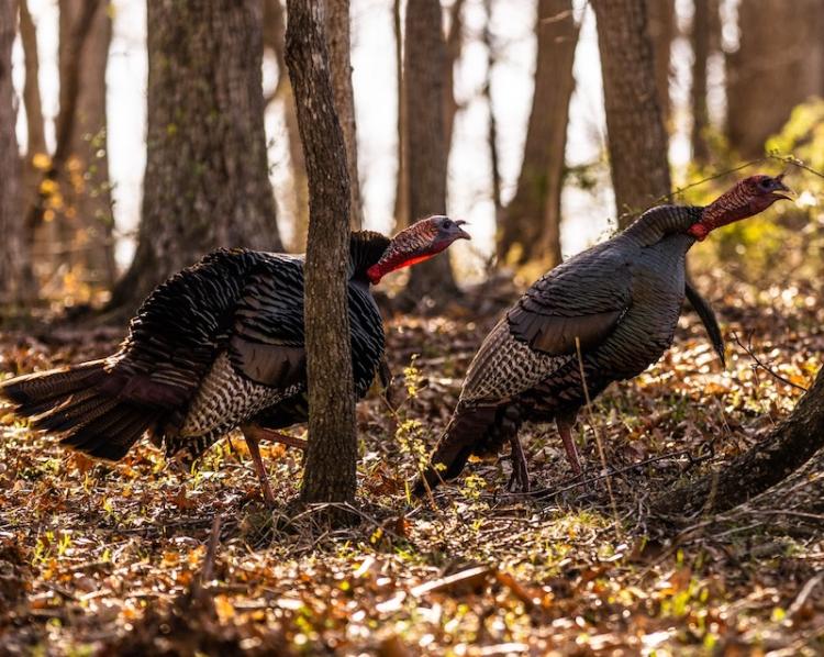 OVERCOMING EARLY TURKEY SEASON OBSTACLES
