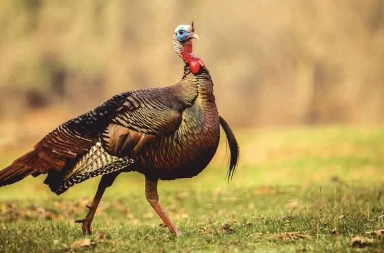 levi glines wild turkey 5_0.jpg