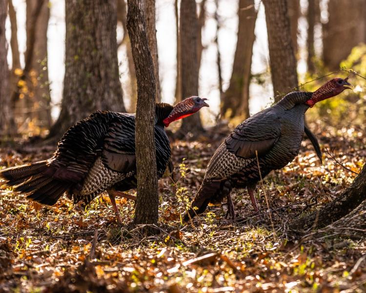 two turkeys gobble.jpg