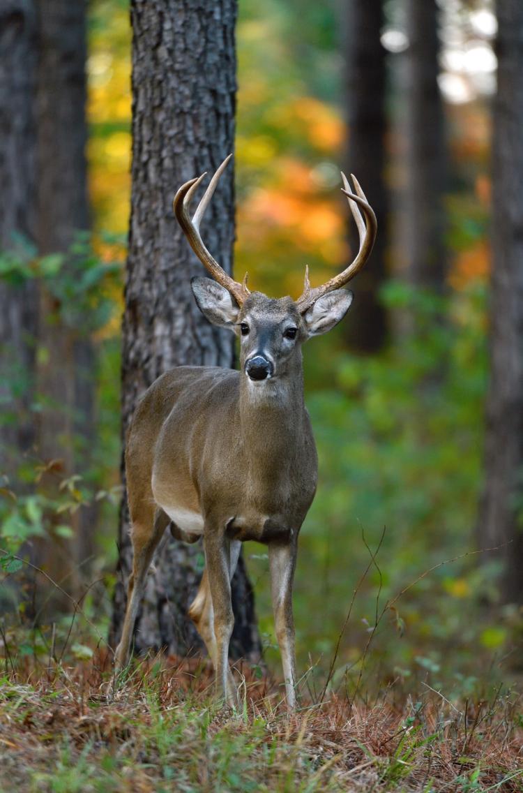 whitetail in the fall