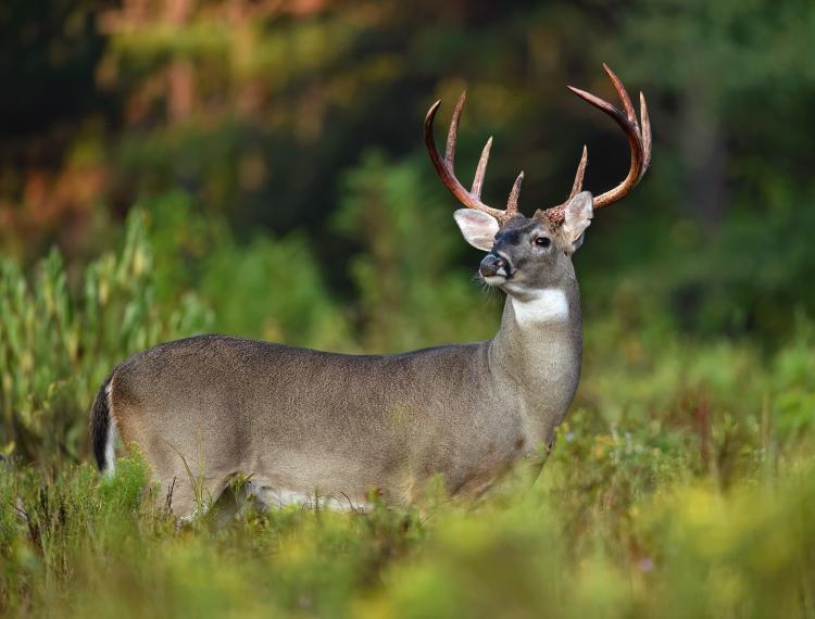 target buck or rut free for all