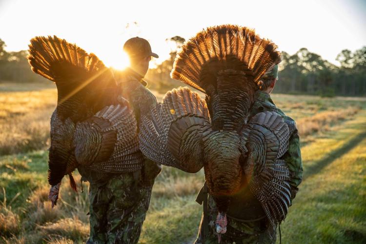 wild turkey toting.jpg