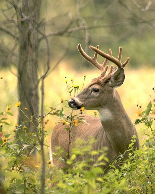 Summer-buck