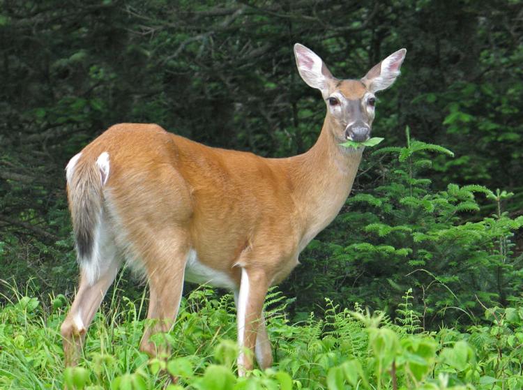 eating-doe.jpg