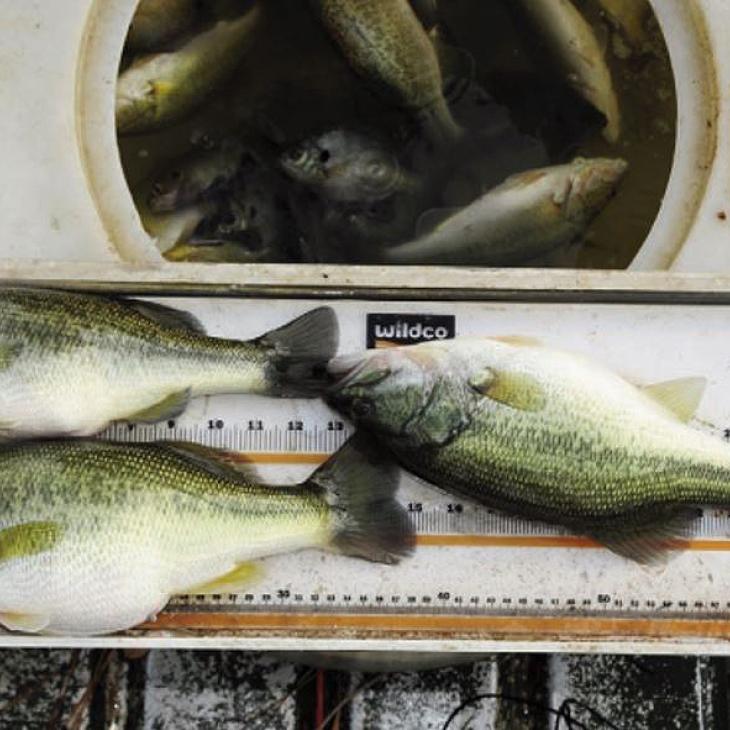 Stocking-small-bass