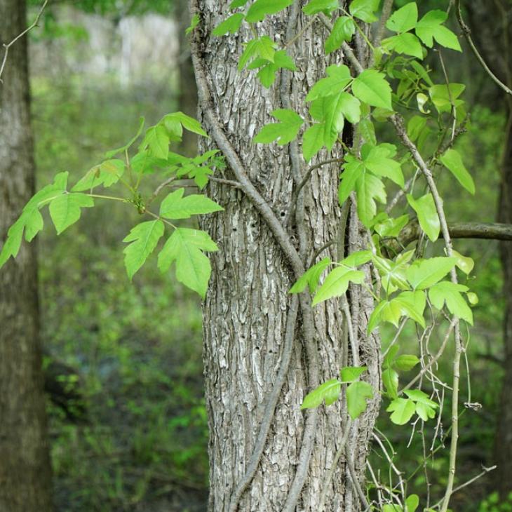 Poison Ivy