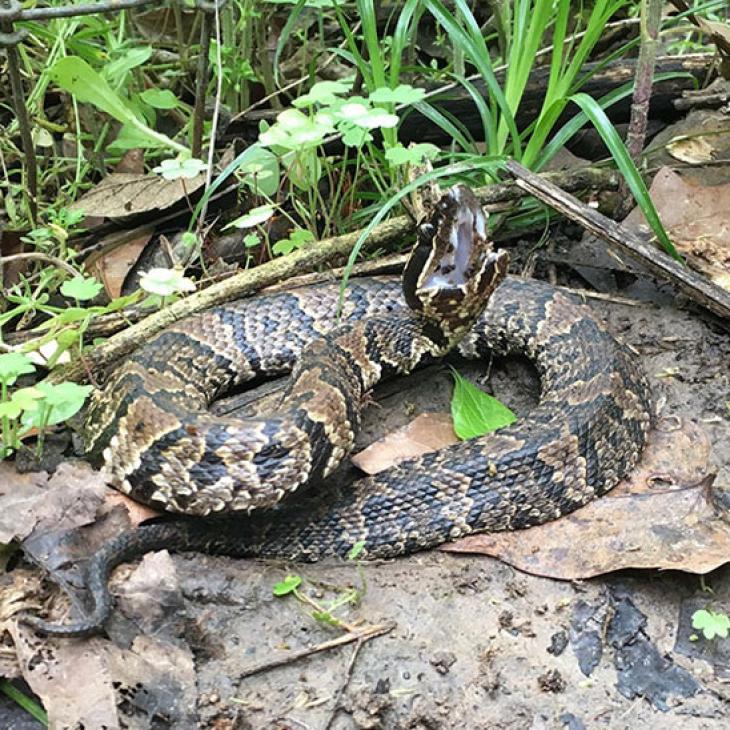 snake-safety