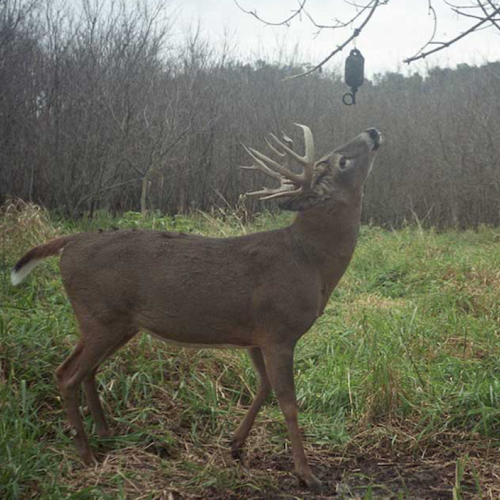 Deer at Dripper
