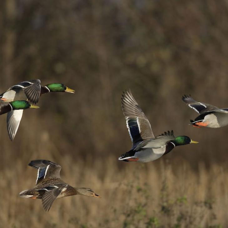 flying-mallards
