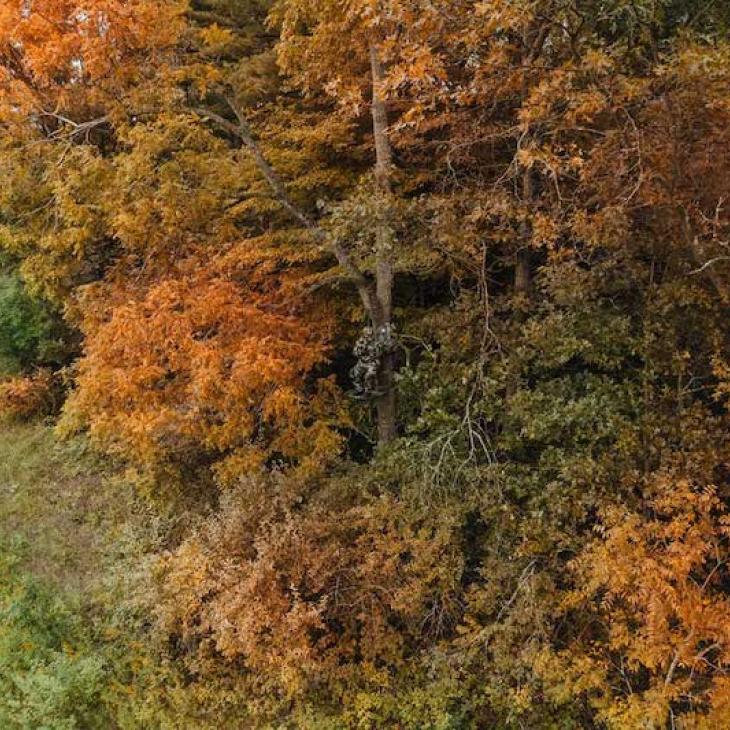 hunter-hidden-in-treestand