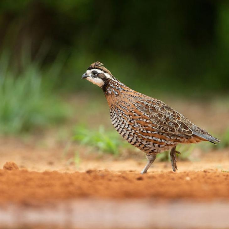 quail