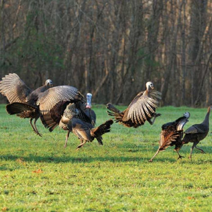 turkeys-fighting