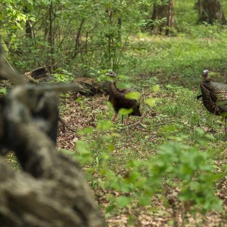 turkey-hunting-decoys