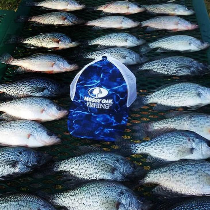 crappie-catch