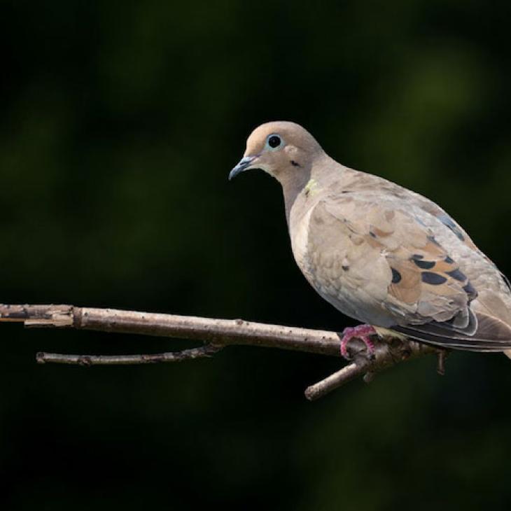 Dove-sitting-on-the-roost