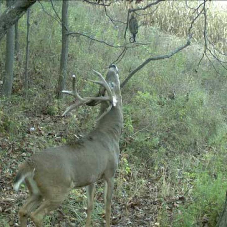 deer-at-mock-scrape-on-camera