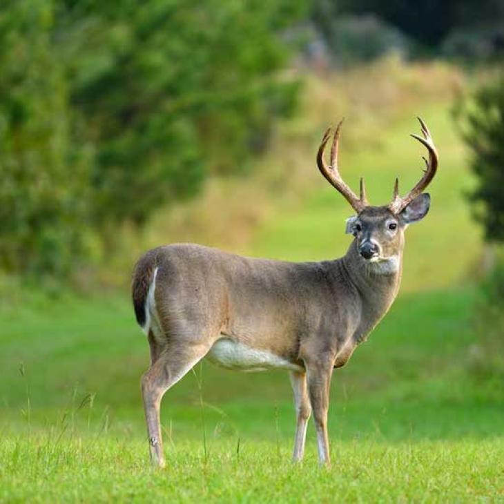 Cover-managing-antler-expectations-tes-jolly-GK