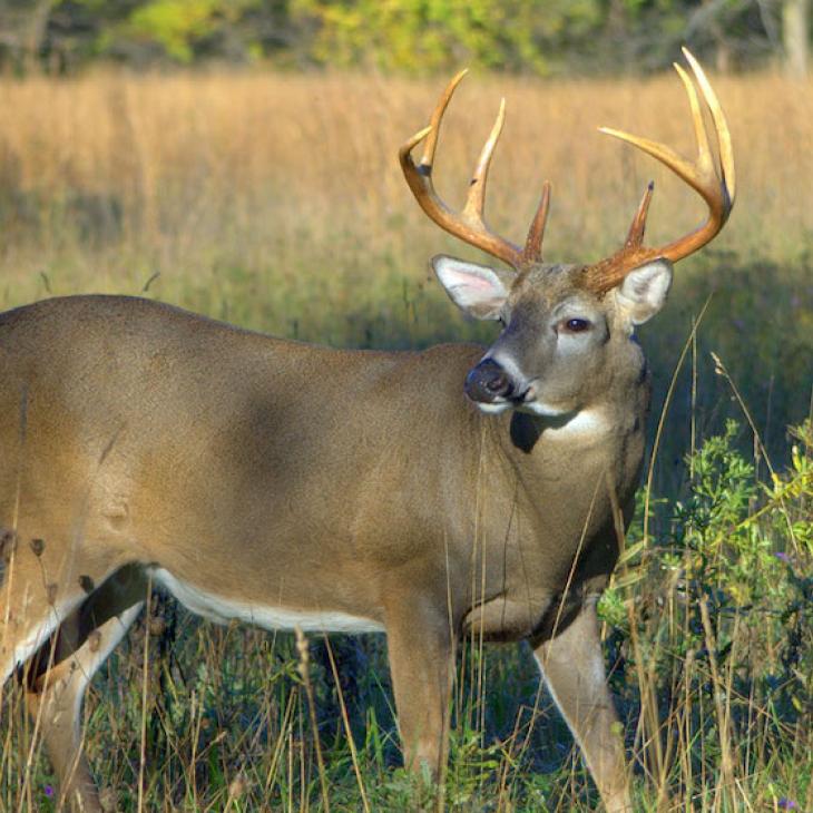 whitetail-buck_0