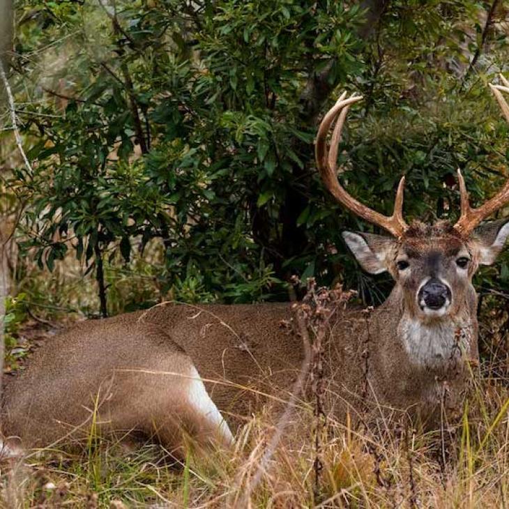 John-Corso_deer-bedded-down