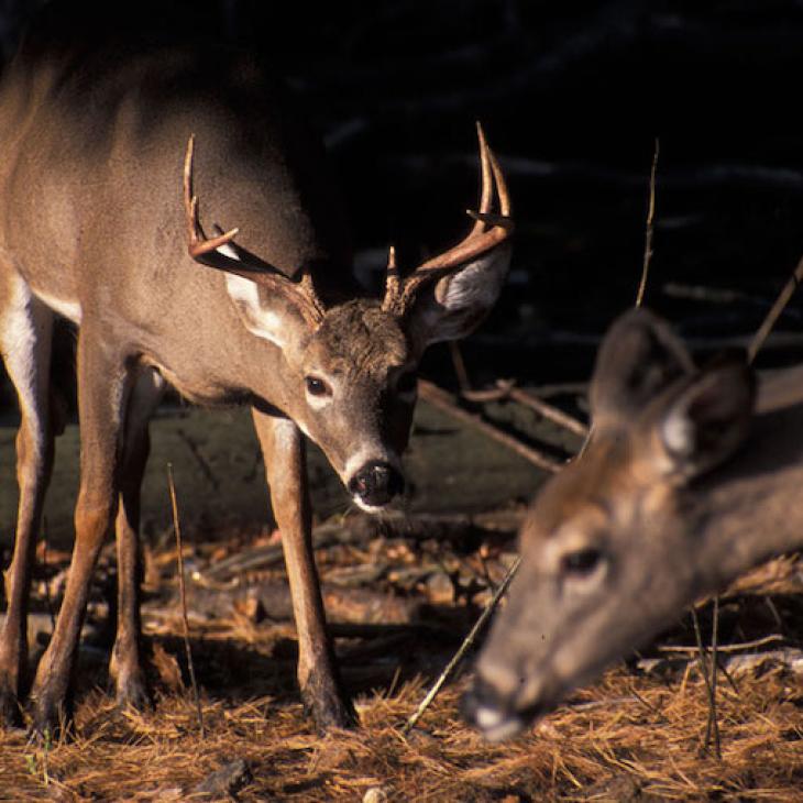 whitetail-rut