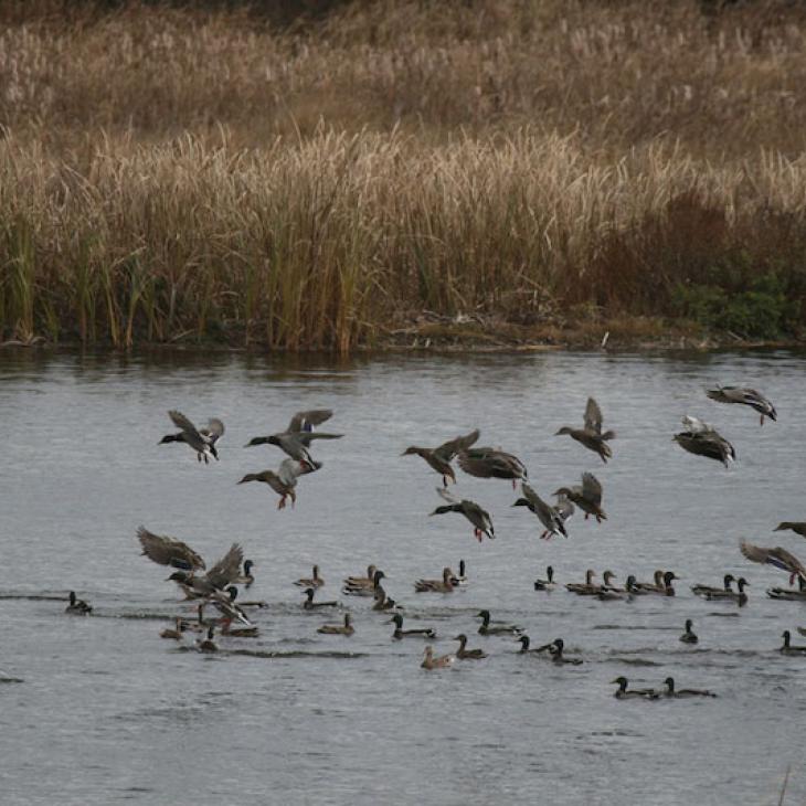 ducks-landing-in-decoys