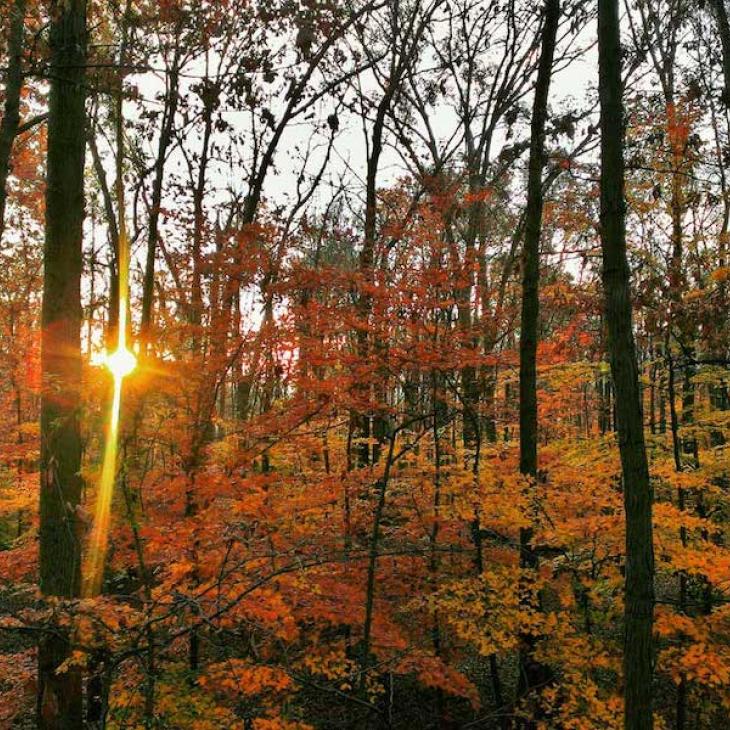 sunrise-in-the-woods