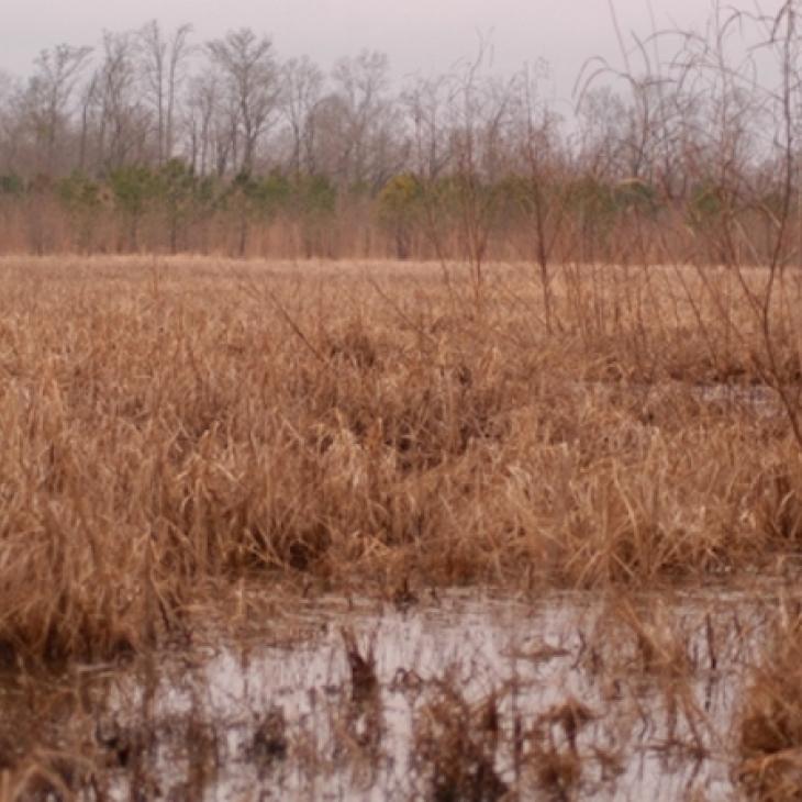 wetlands
