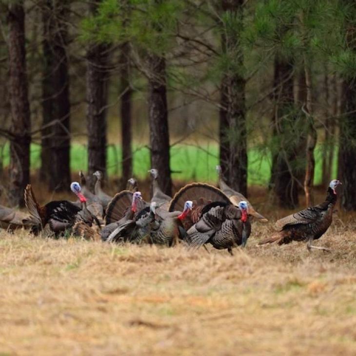 Wild-Turkeys-winter-to-spring-transition