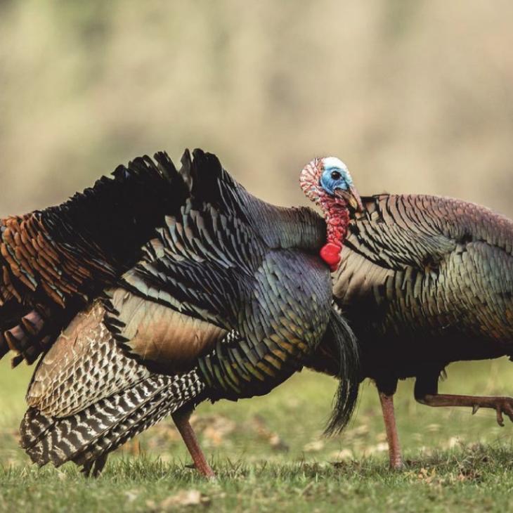 levi glines wild turkey 4
