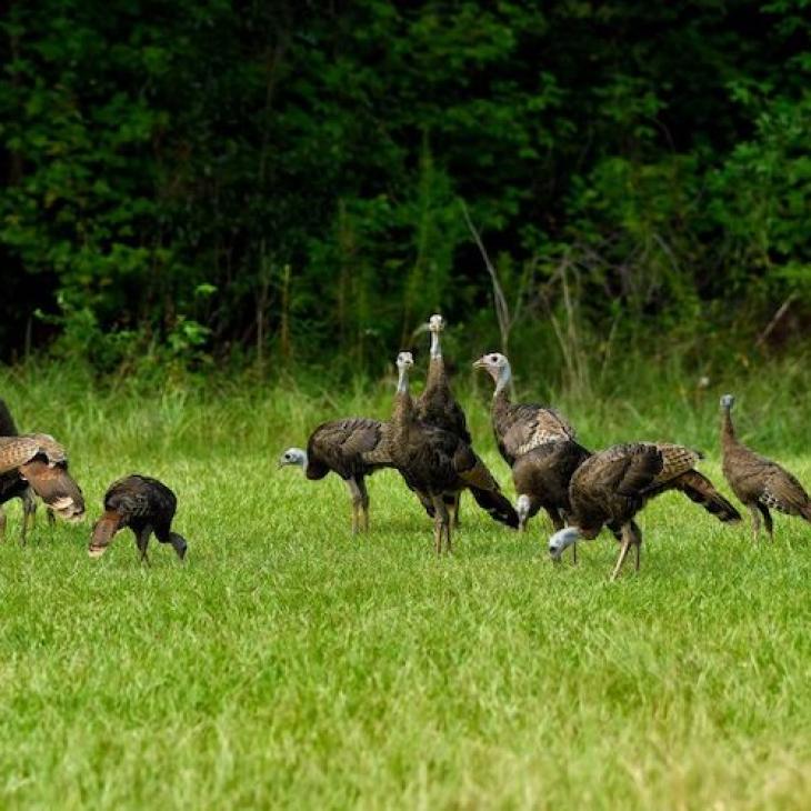 Wild Turkey