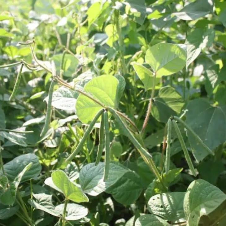 spring peas
