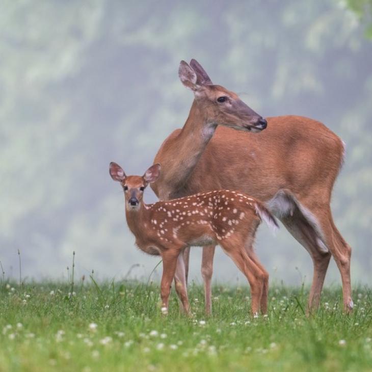 doe and Fawn