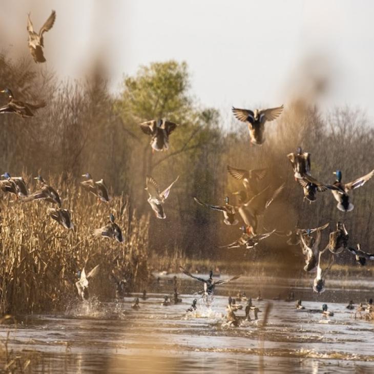 wetland