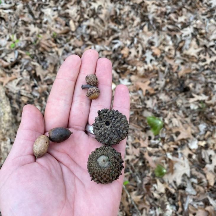 bottomland acorns