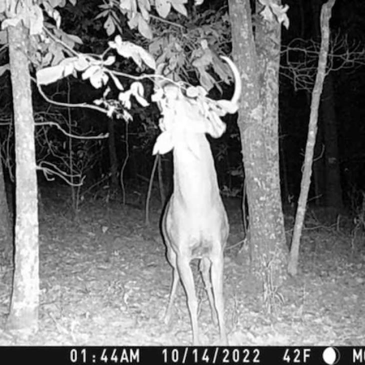 mock scrape