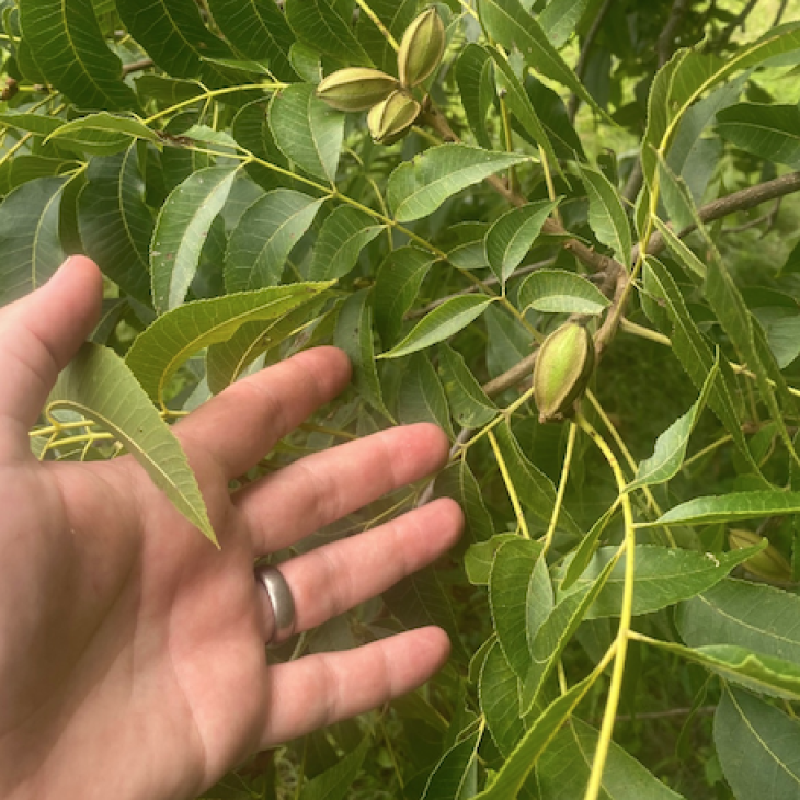 pecan2