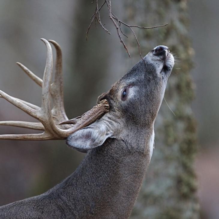 deer-smelling.jpg