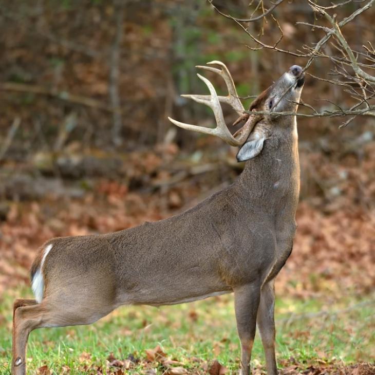 MIDDAY BUCK MOVEMENT IN THE NOVEMBER RUT