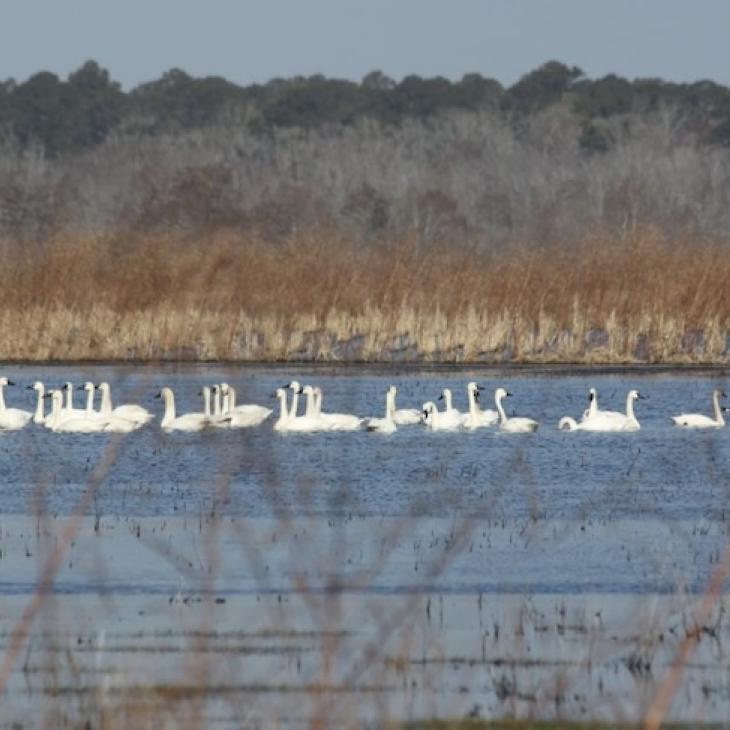 impoundment-utilization