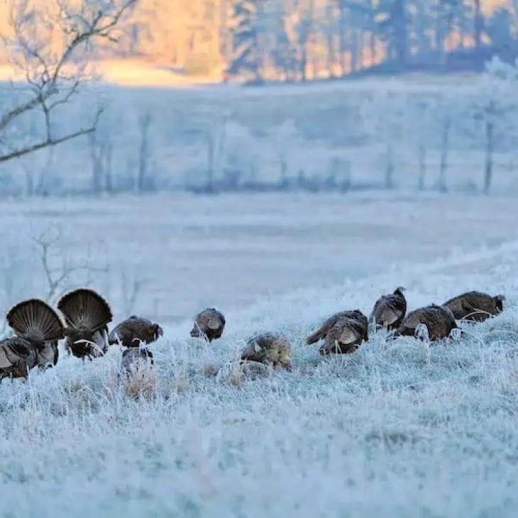 WINTER EFFECTS ON WILD TURKEYS