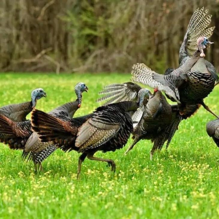 UNDERSTANDING WILD TURKEYS: A CLOSER LOOK