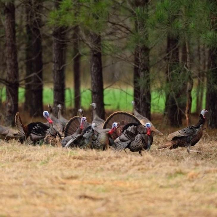 WILD TURKEYS WINTER TO SPRING TRANSITION